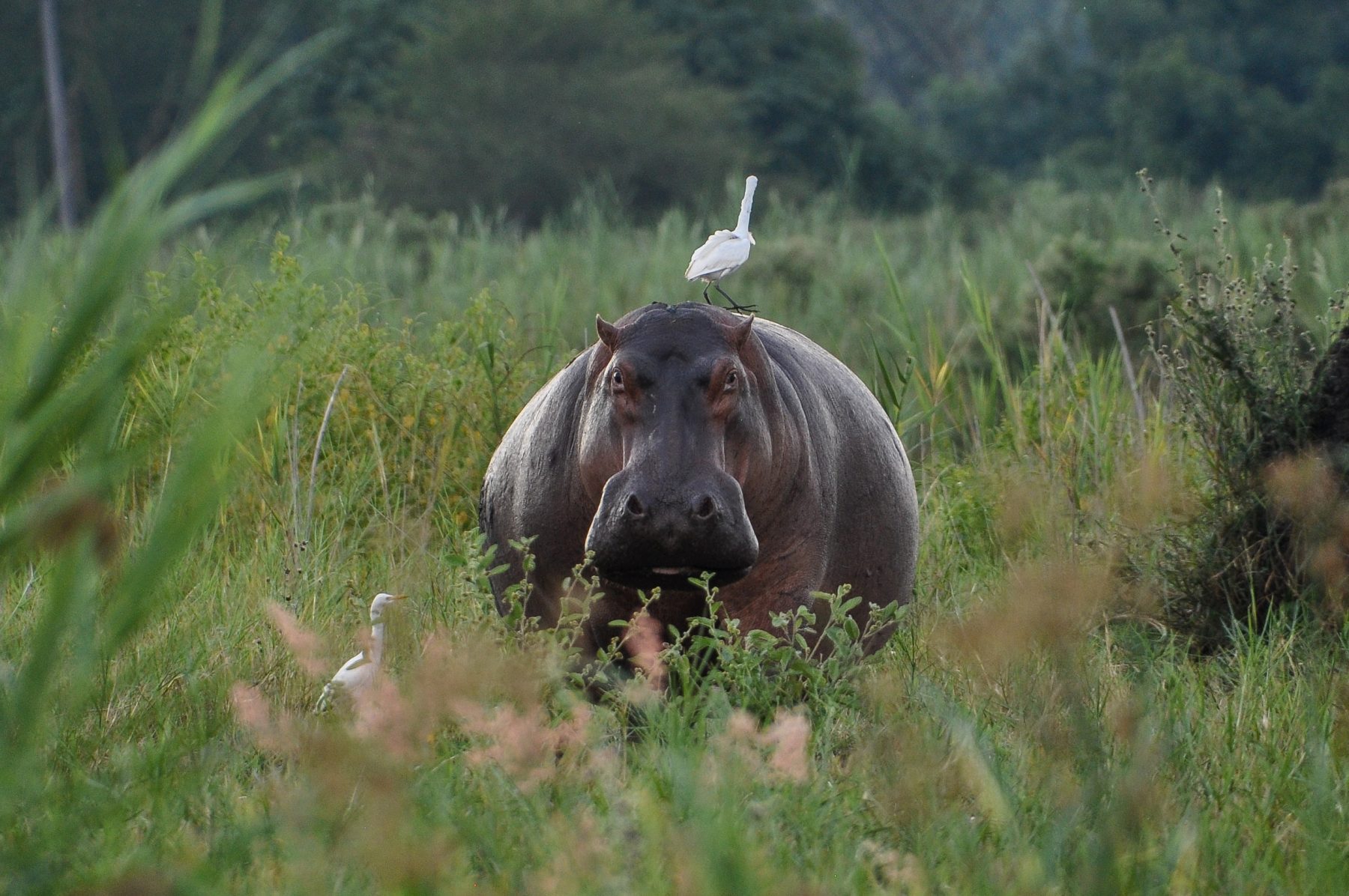 Zowel overdag als 's nachts kom je in Liwonde National Park nijlpaarden tegen.