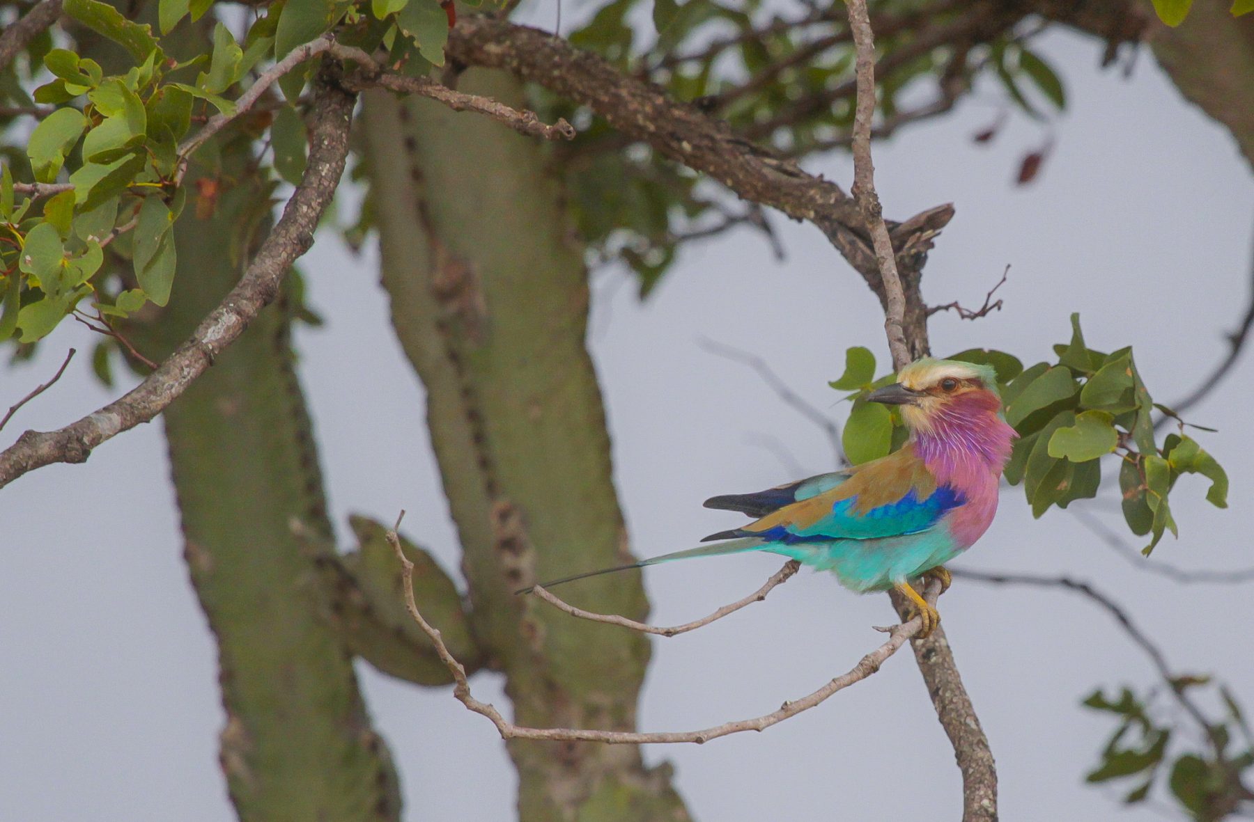 Spot de kleurrijke Scharrelaar in Liwonde National Park in Malawi