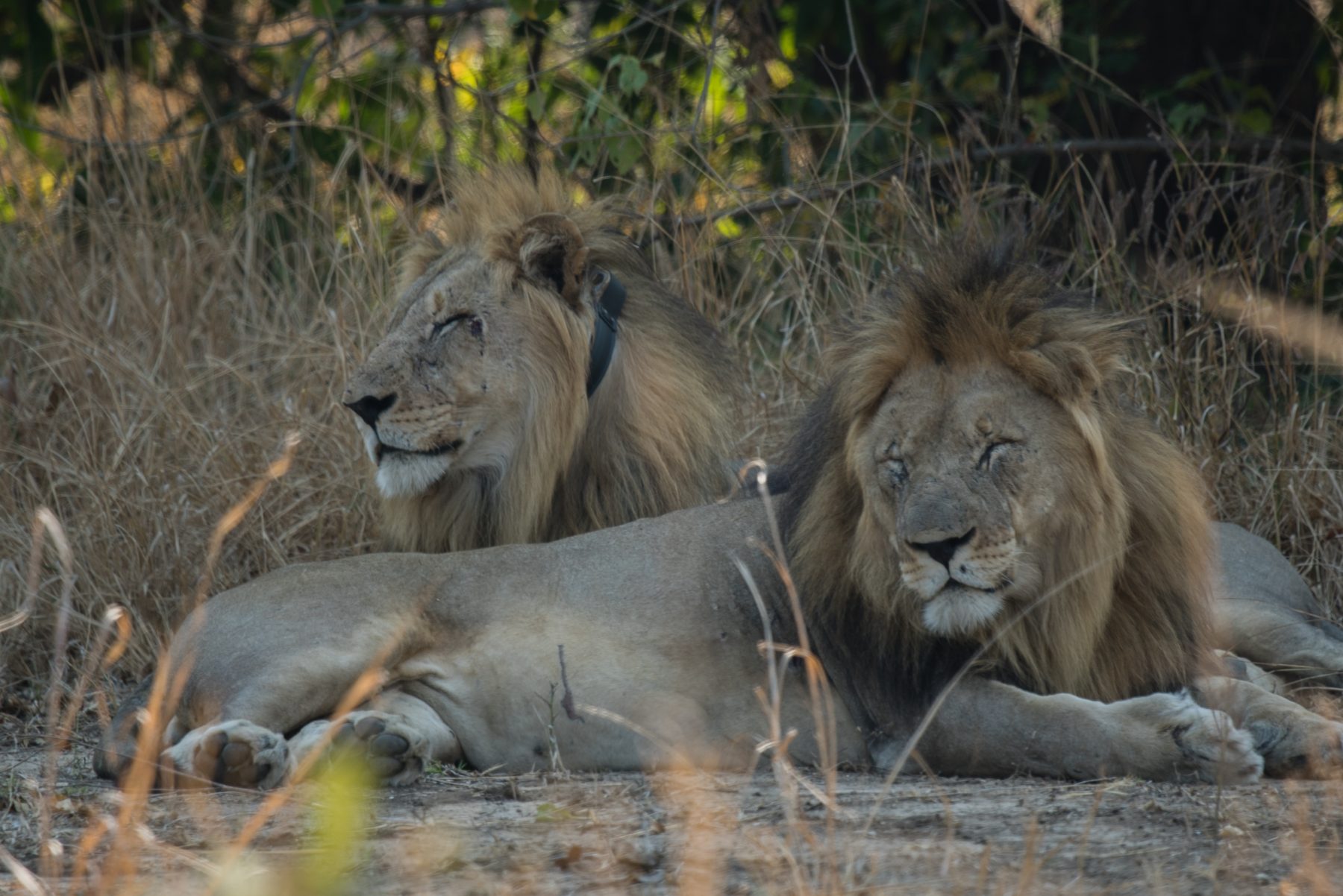 Spot leeuwen en de rest van de Big Five tijdens een safari in Malawi