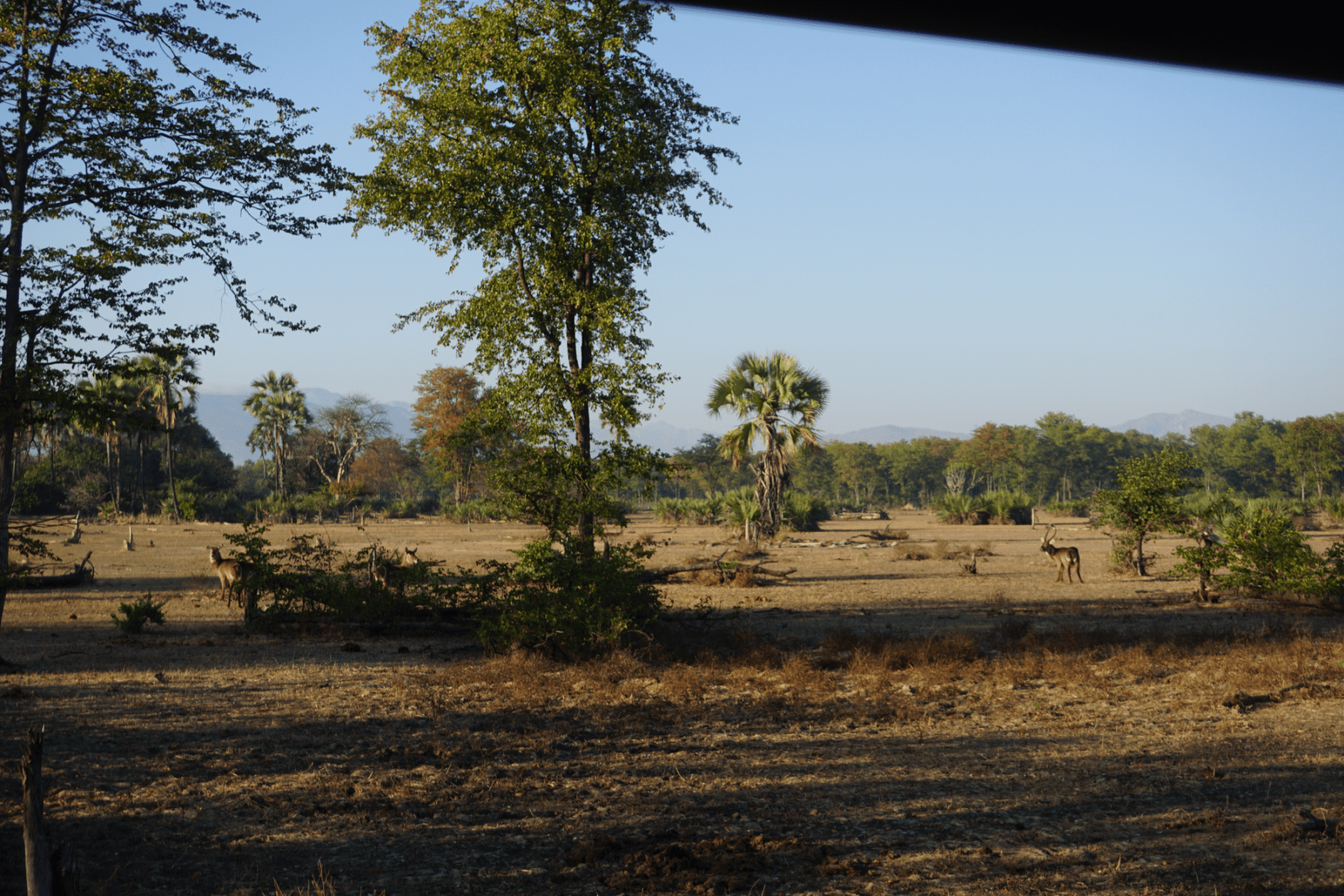 Waterbokken in Liwonde National Park in Malawi