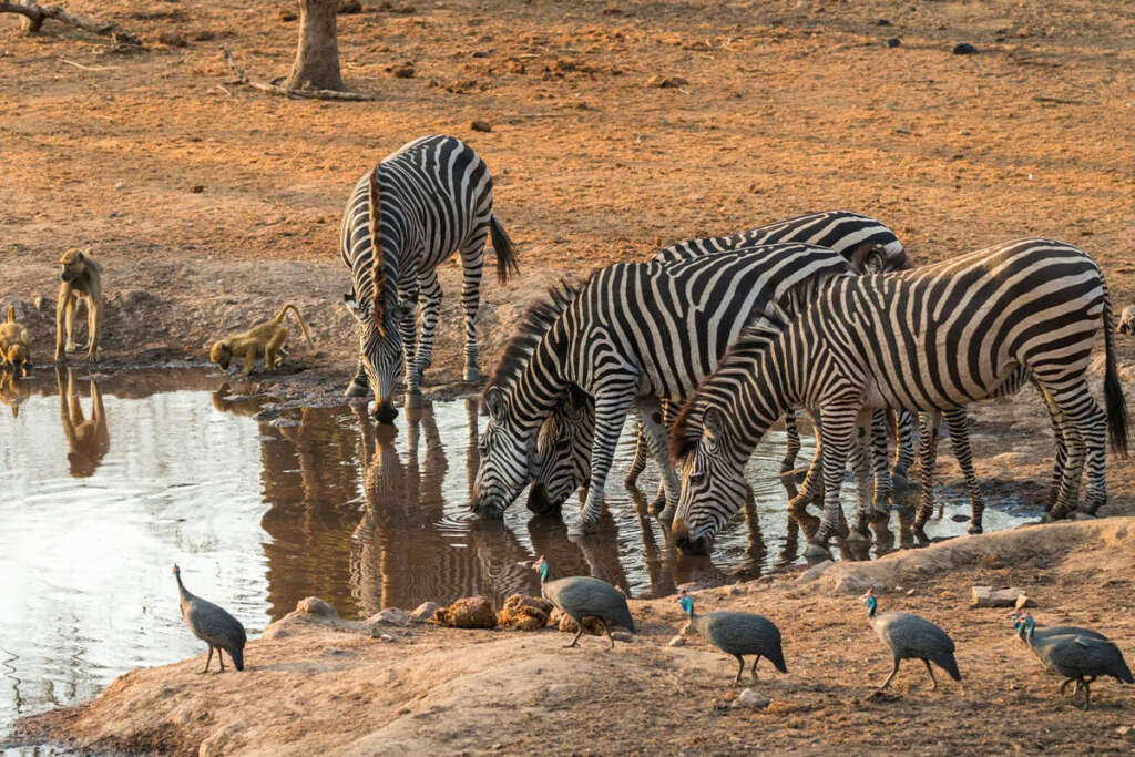 Zebra's in het Majete Wildreserve in Malawi.