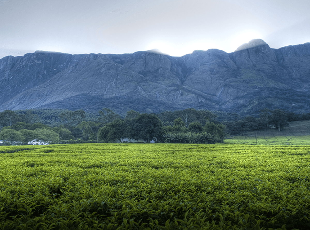Het Mount Mulanje massief in Malawi
