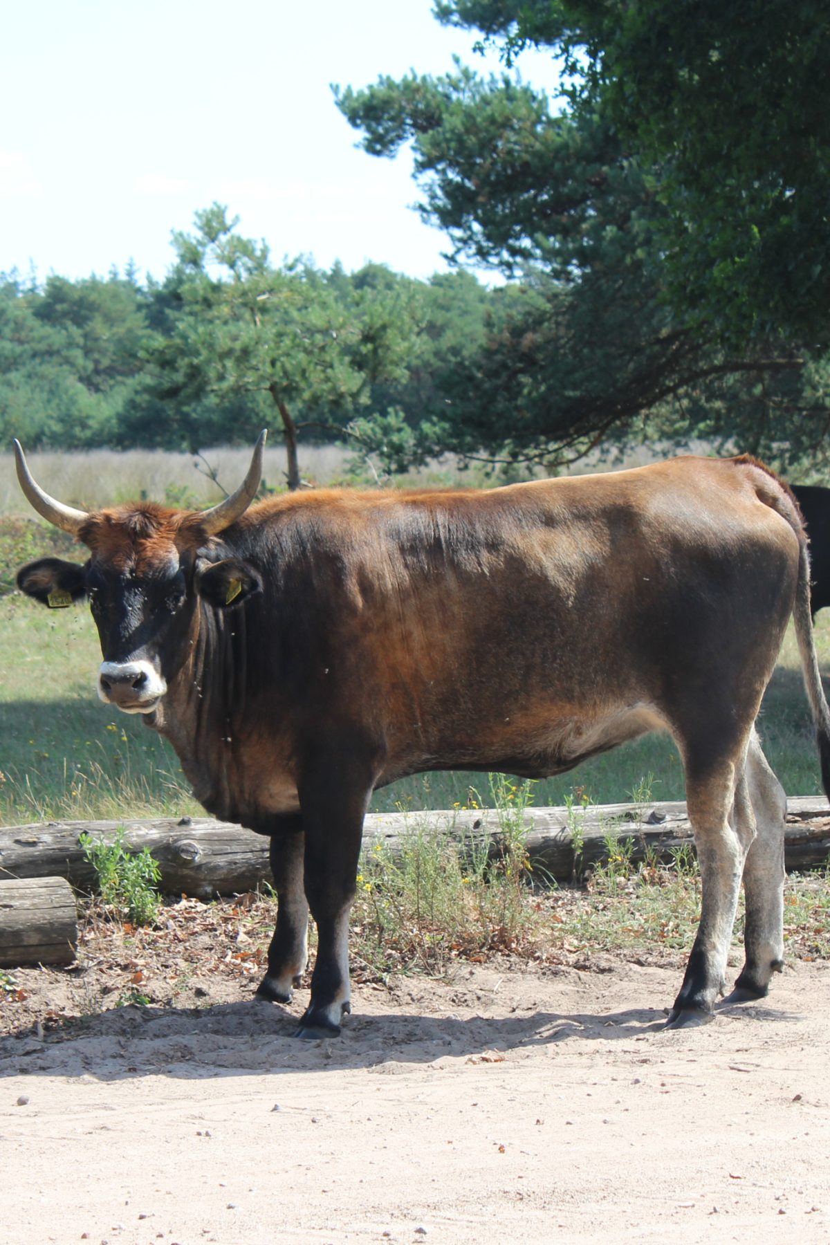 Tauros in natuurgebied De Maashorst