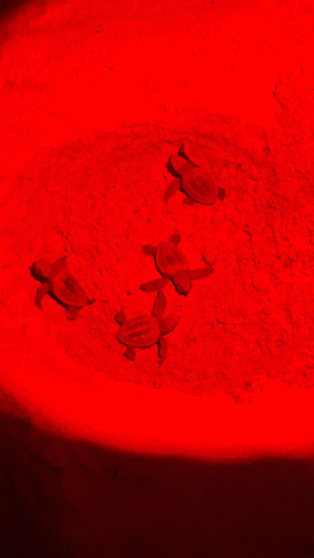 Kleine baby schildpadjes