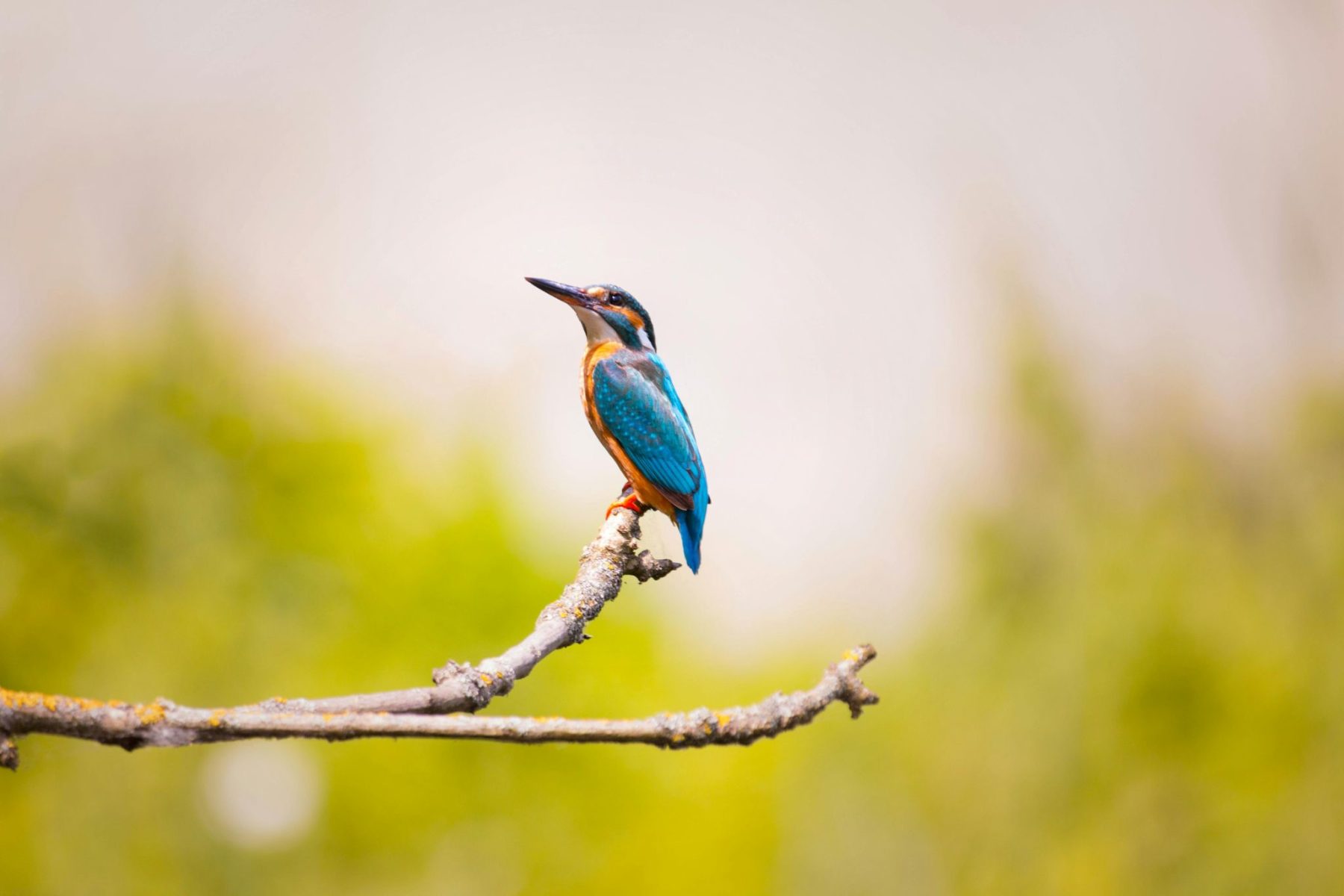 Ijsvogel