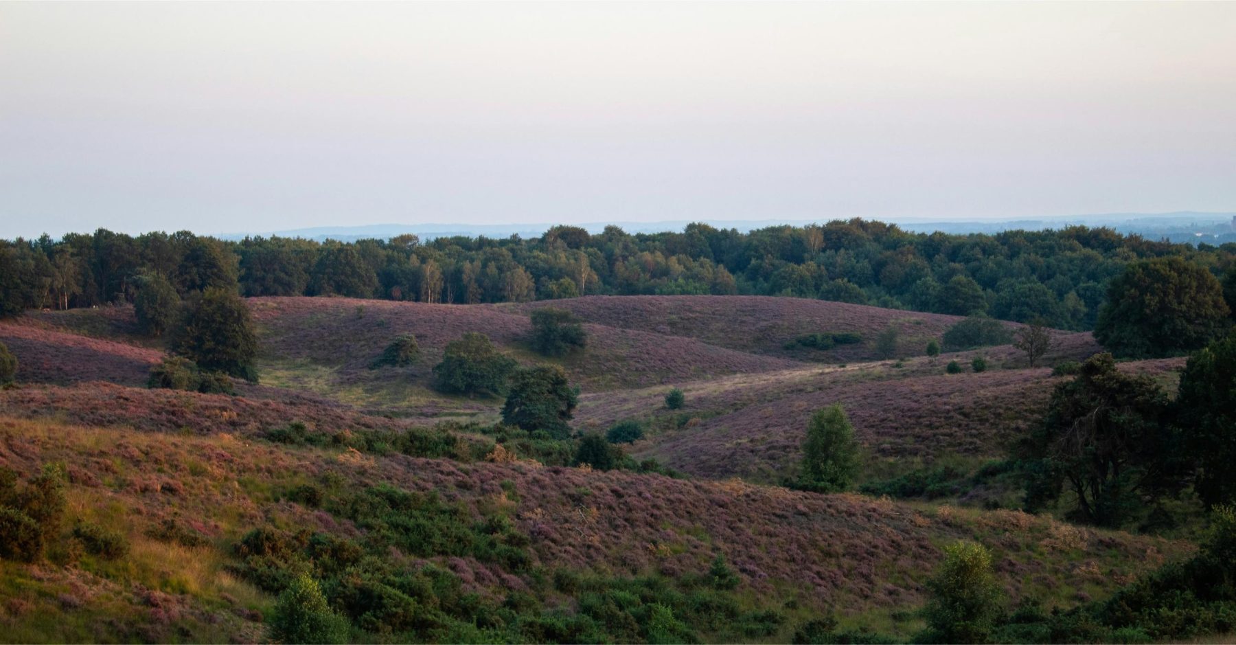 Een kleurrijk natuurlandschap in de Veluwe, waar één van de kanshebbers van Wandelroute van het Jaar 2026 doorheen loopt.