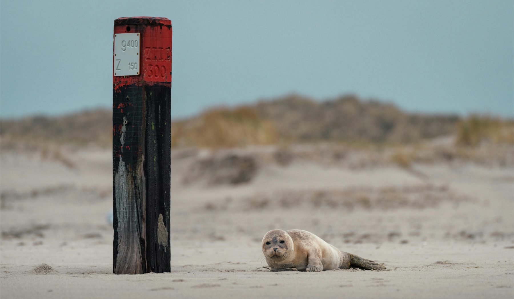 Een jong zeehondje op het strand op Terschelling.