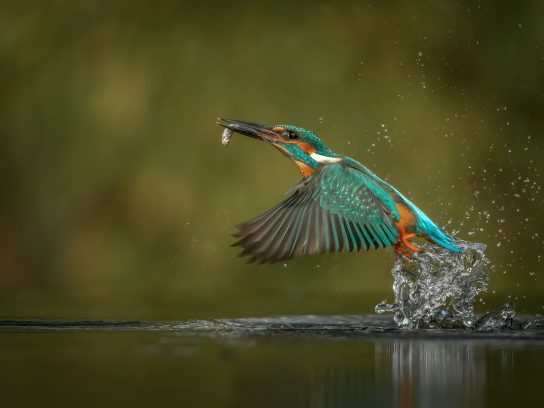 Een ijsvogel vangt een vis uit het water.