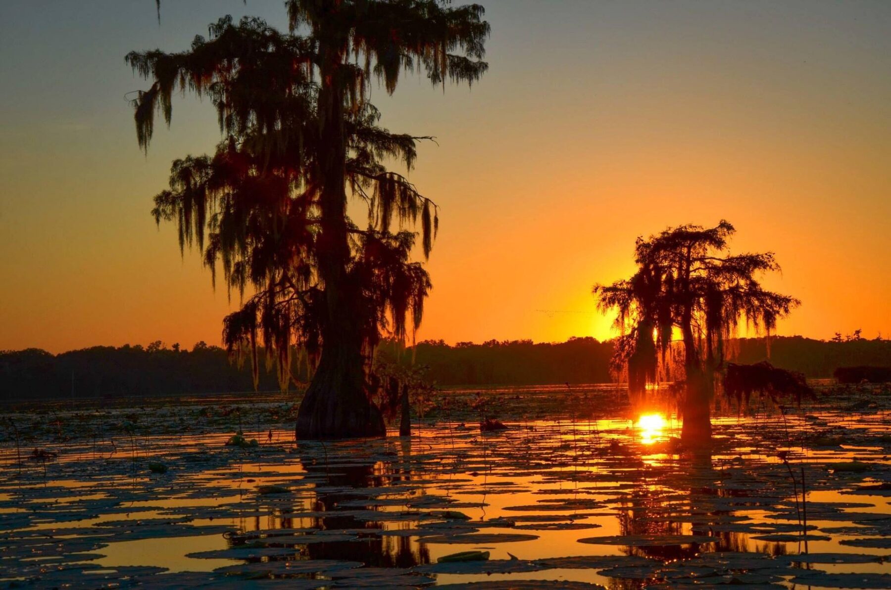 Bomen in een moerasgebied in een nationaal park in de VS