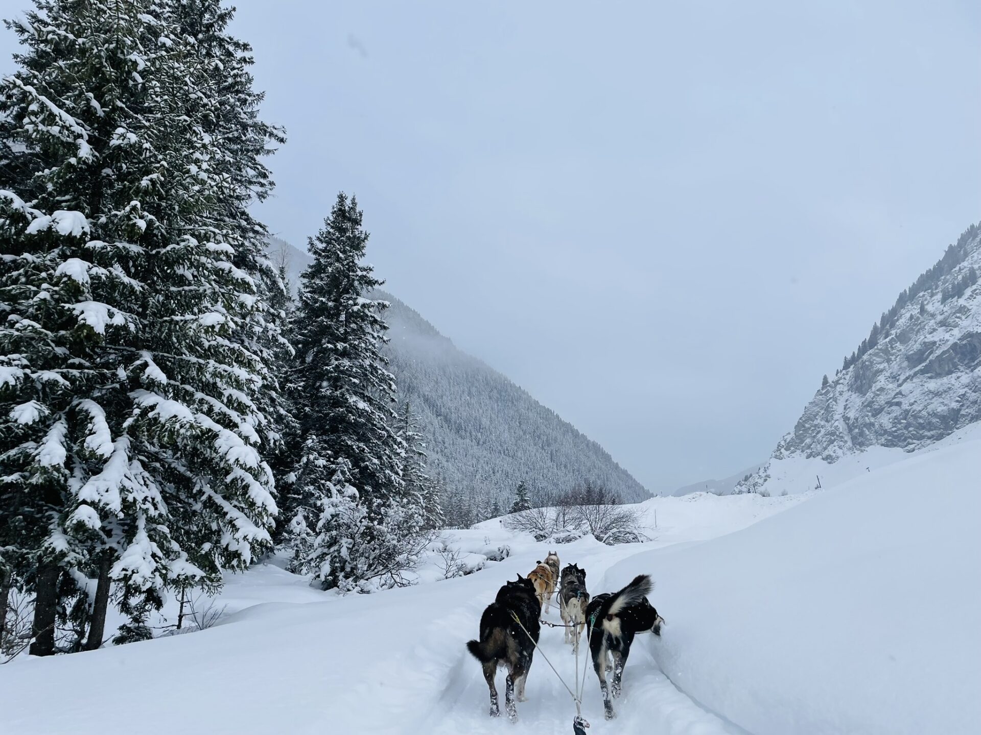 sledehonden in Champagny le Haut