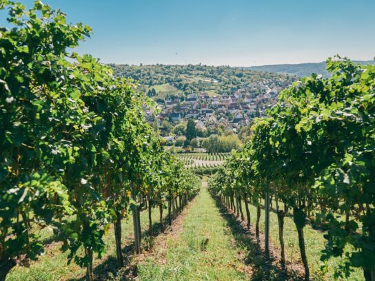 Muehlhausen: Steepslope winegrowing area in the Neckar valley