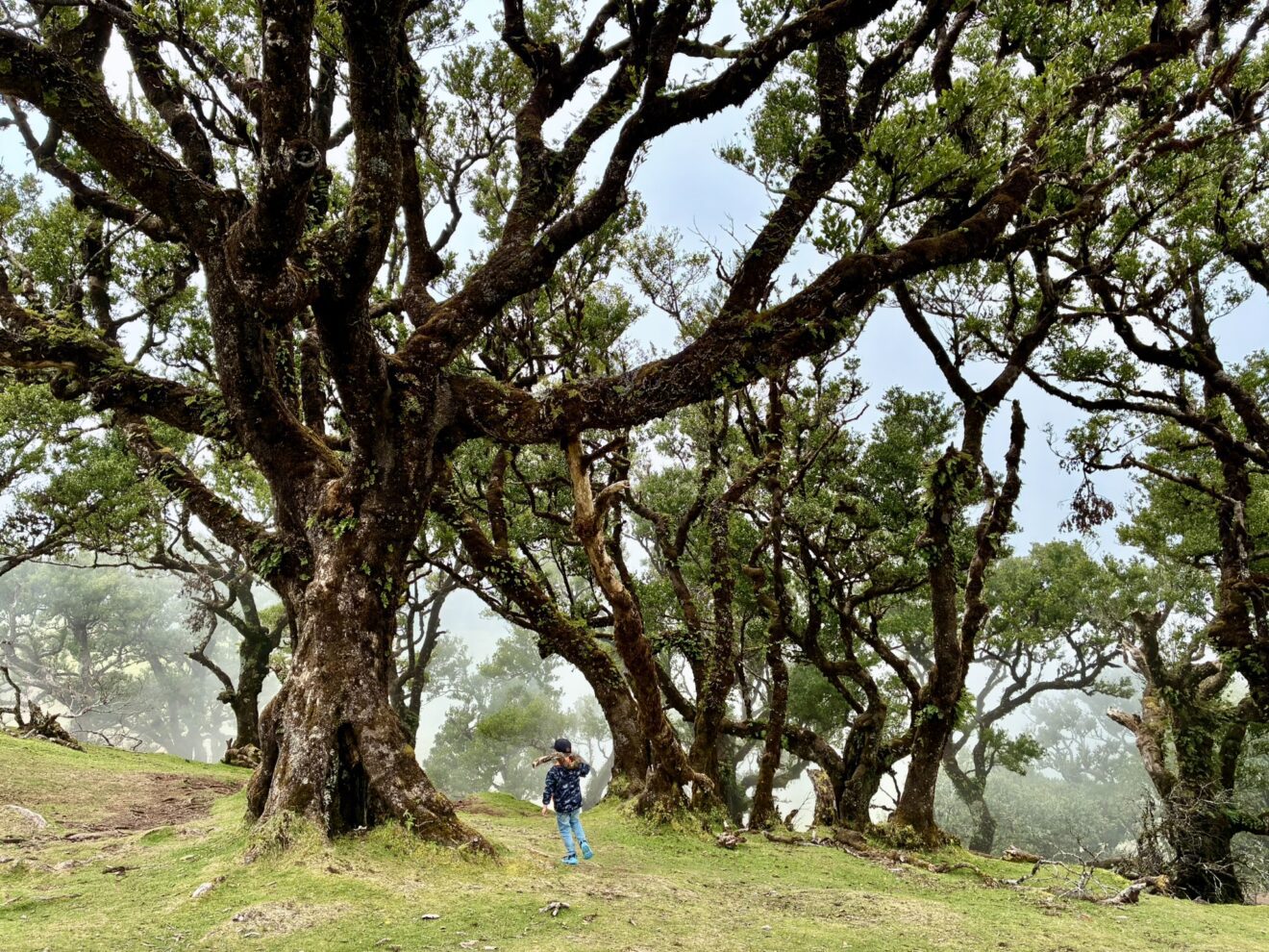Madeira met kinderen - Fanal forest