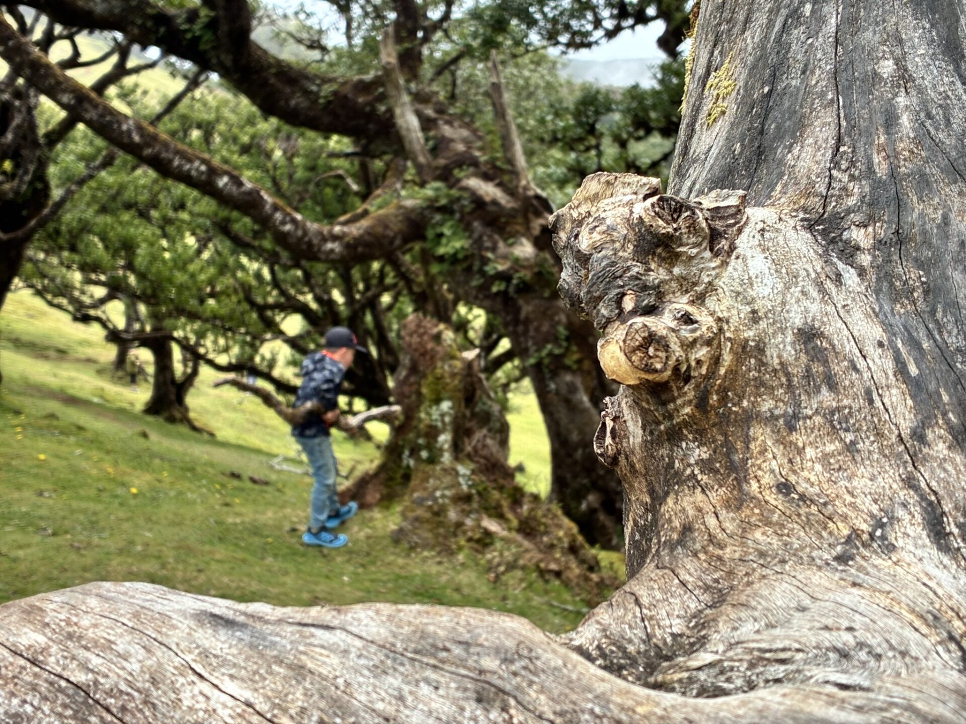 Madeira met kinderen - fanal forest