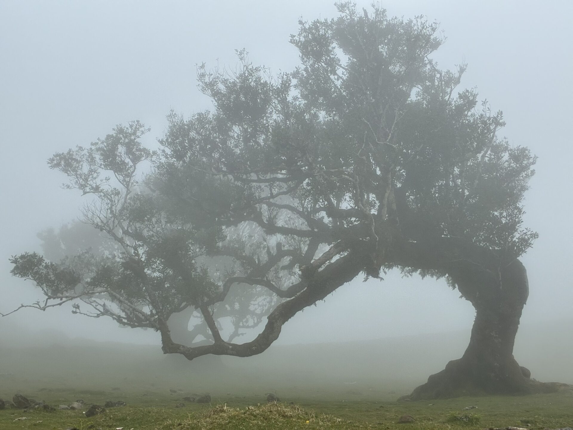 Madeira met kinderen - fanal forest