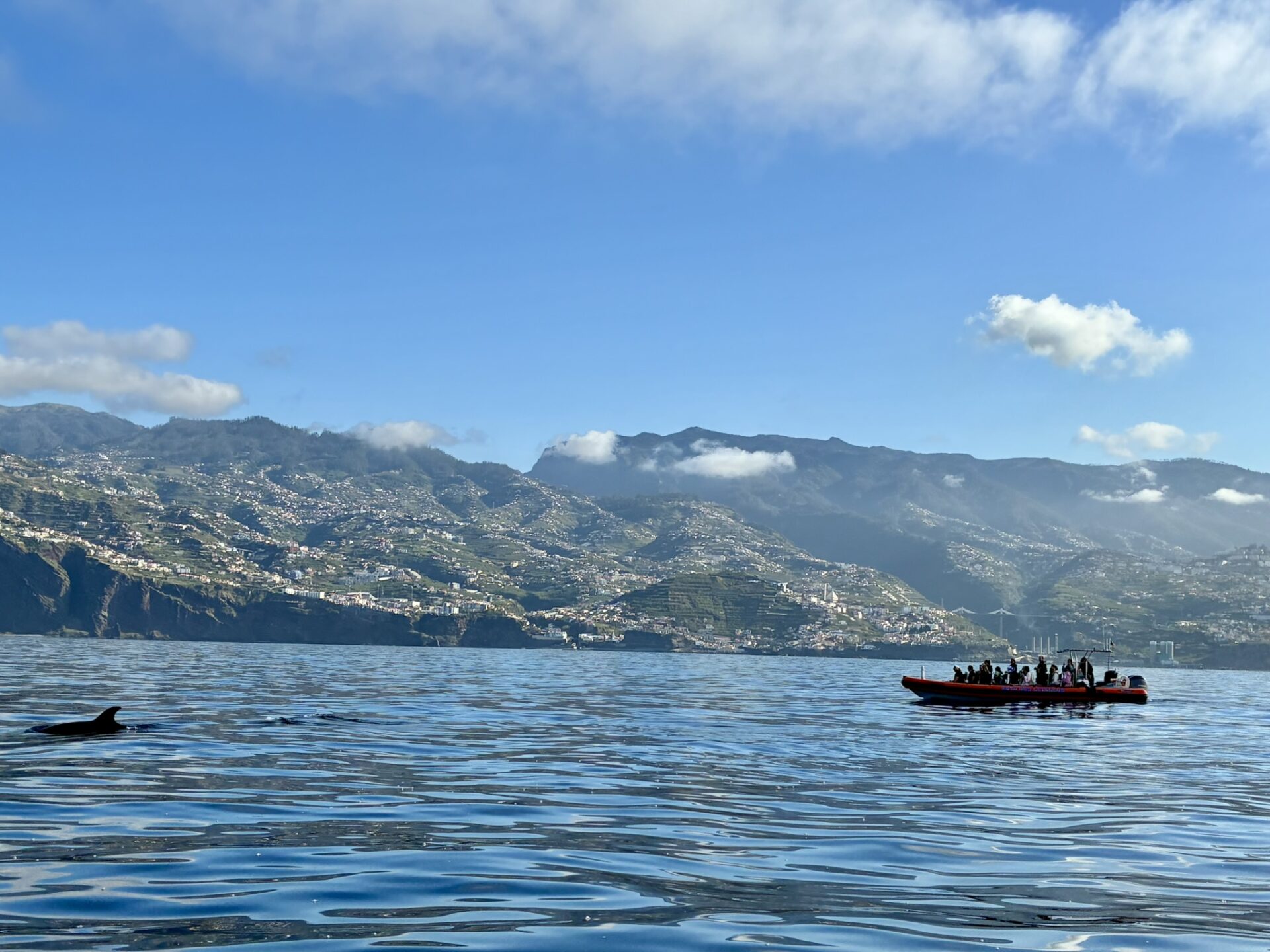 Madeira met kinderen - dolfijnen en walvissen spotten