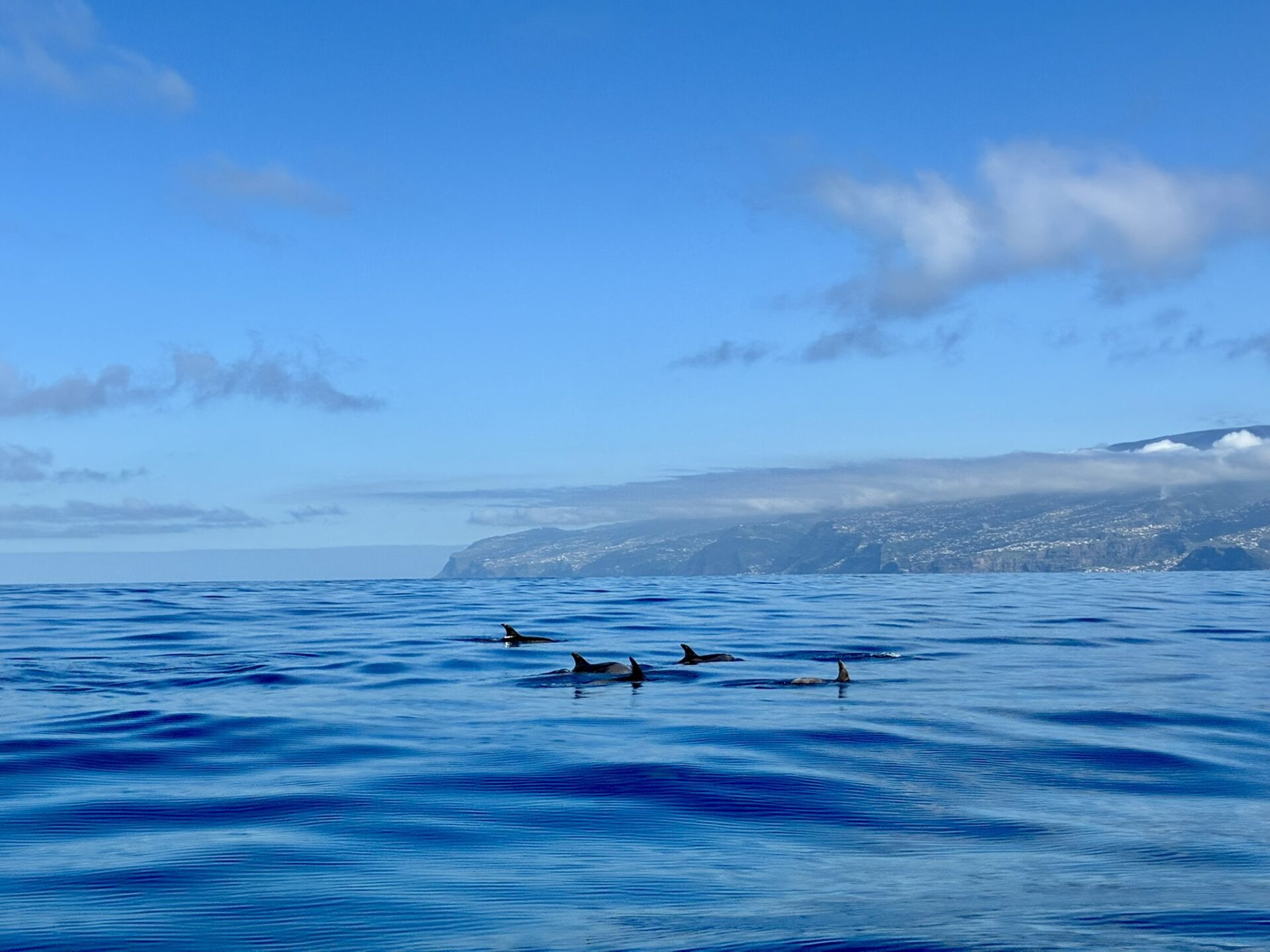 Madeira met kinderen - dolfijnen en walvissen spotten