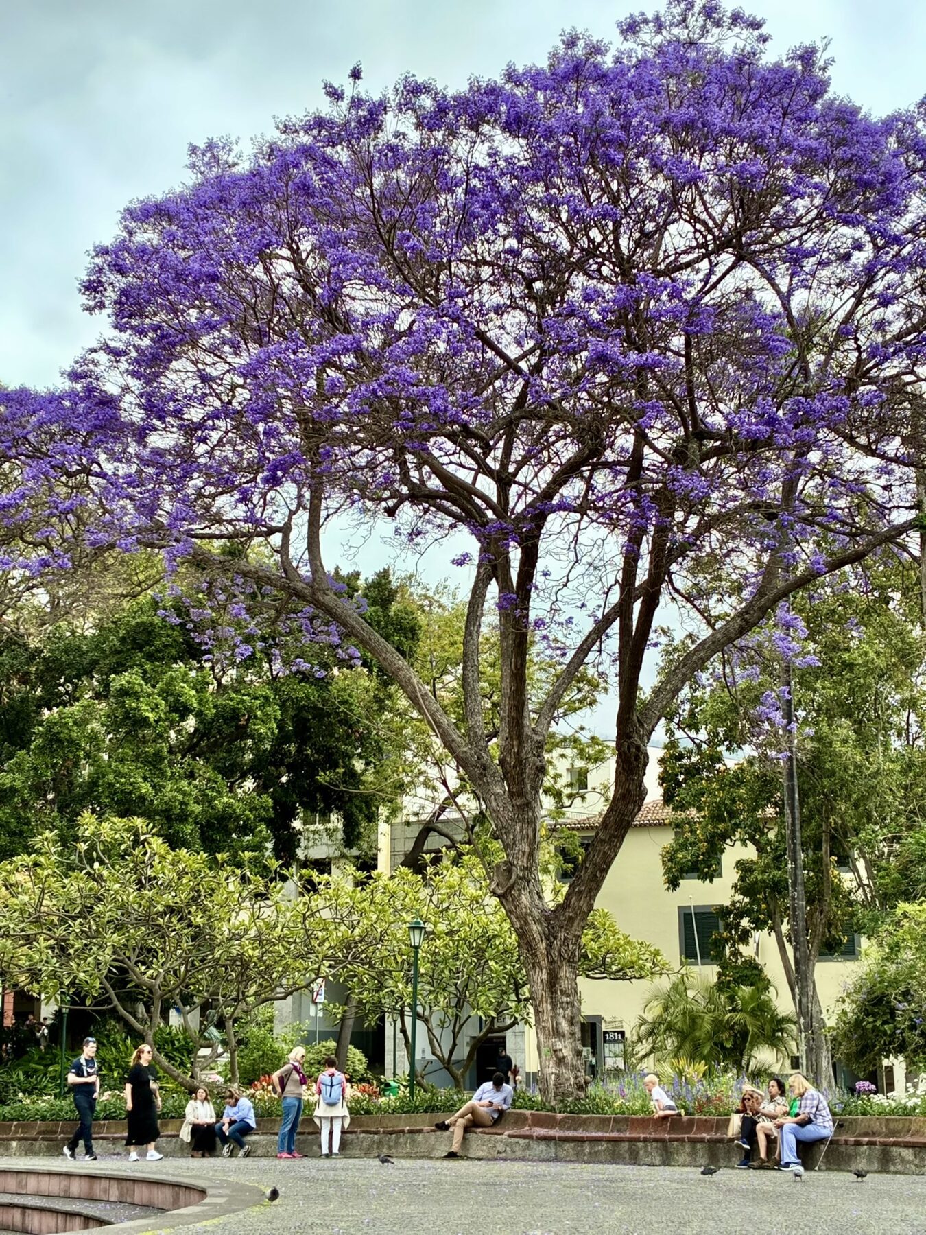 Madeira met kinderen - jacaranda boom