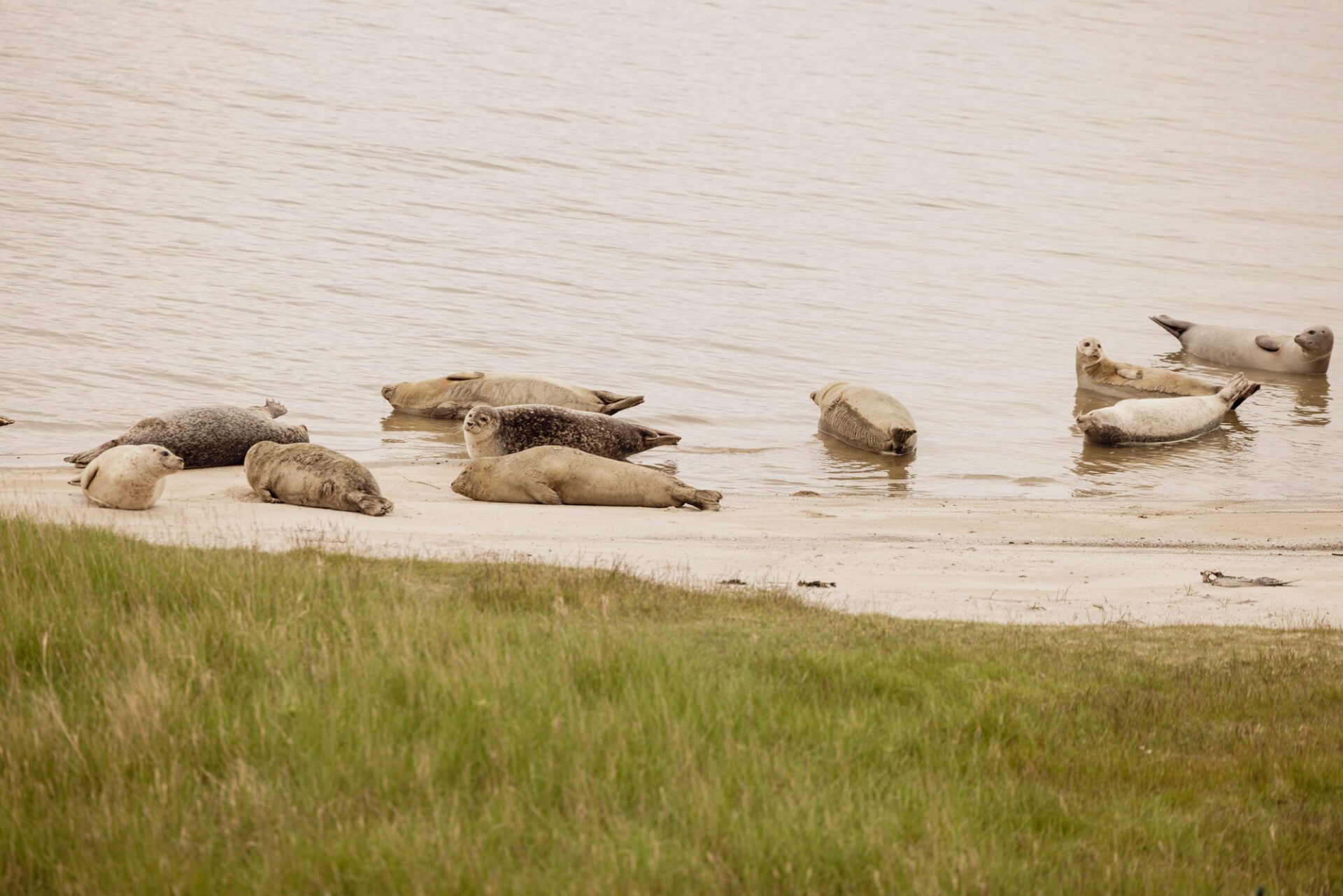 Zeehonden spotten op Het Ziltepad