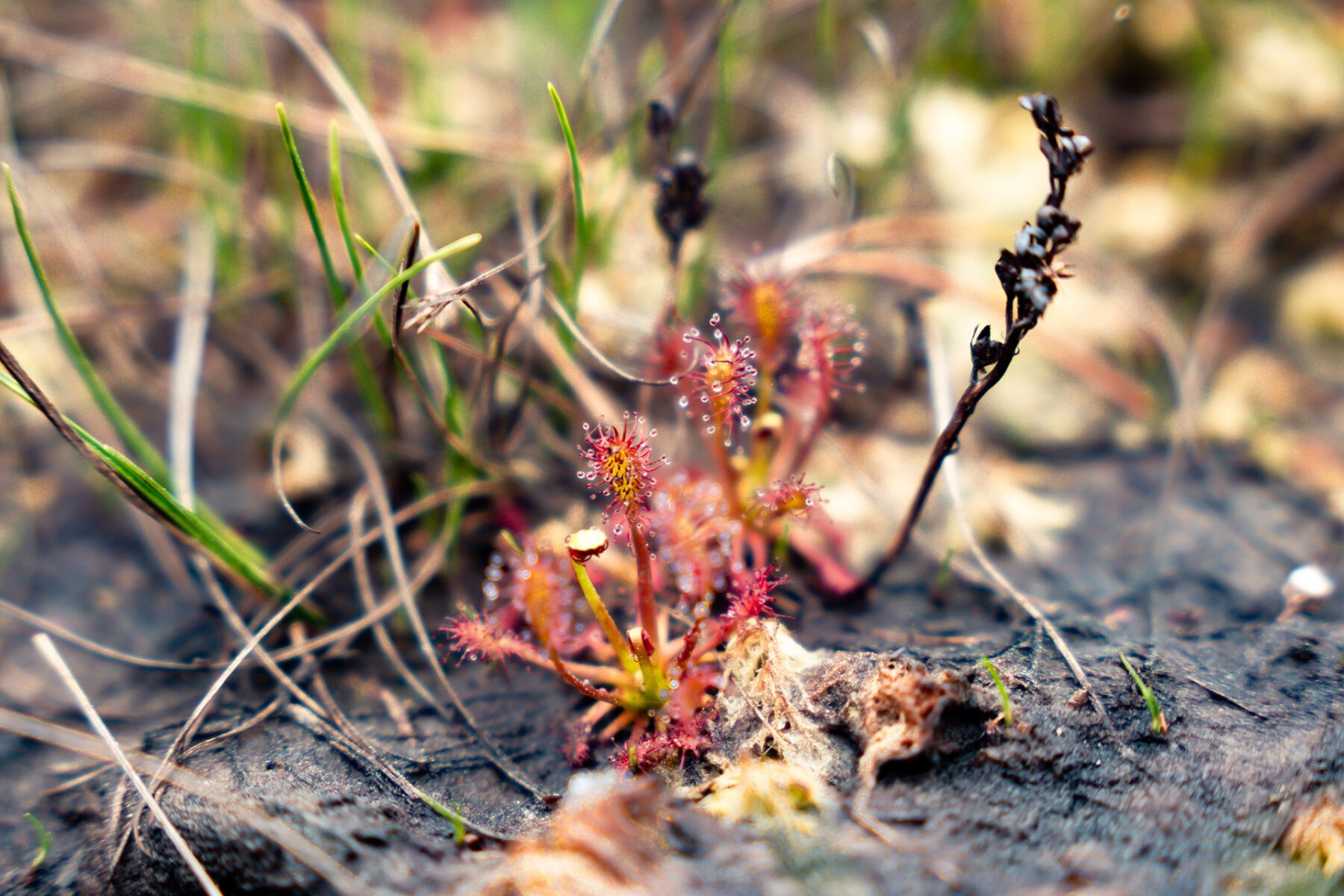 Zonnedauw, vleesetende plant in Store Mosse National Park