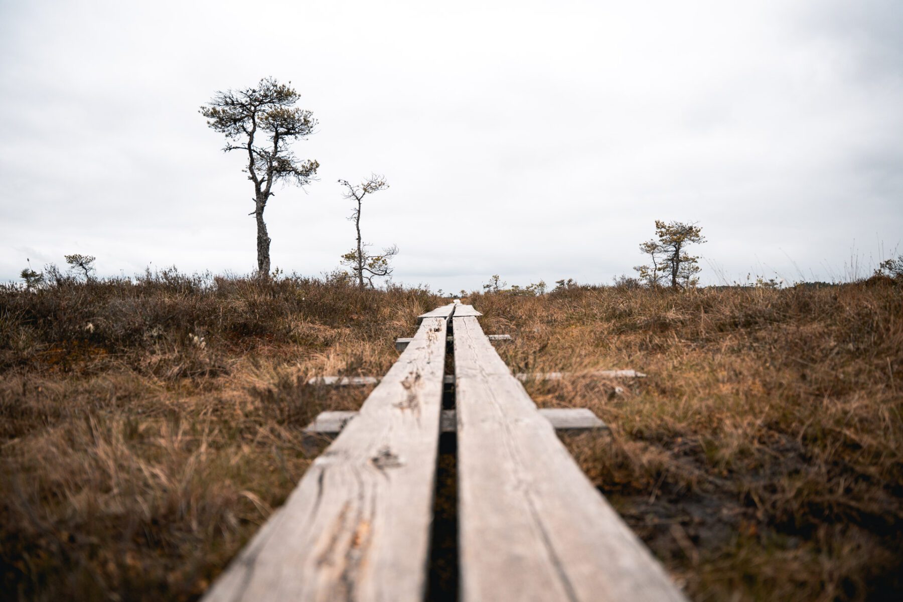 Vlonderpad in Store Mosse National Park