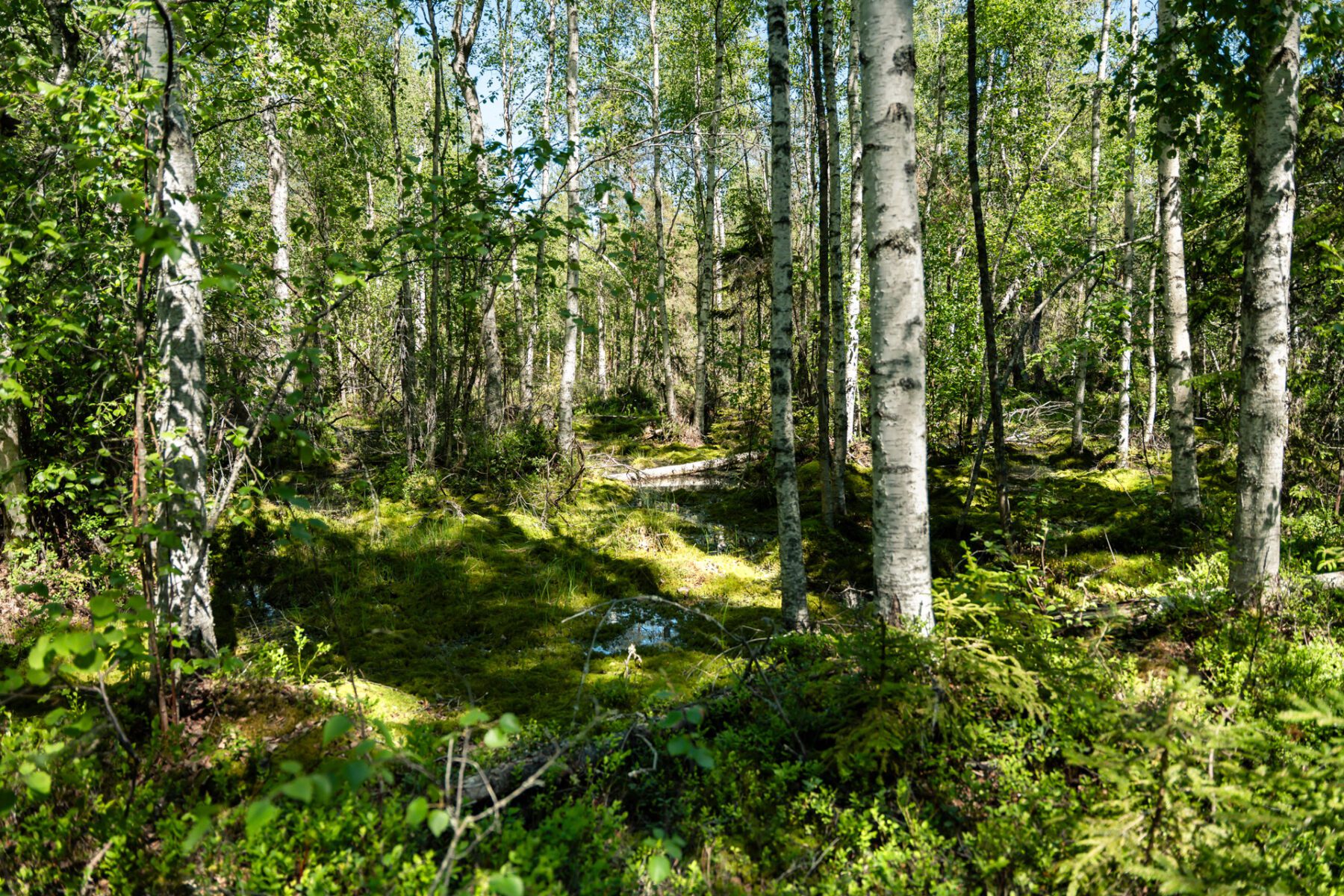 Moerasgebied Tjustleden trail