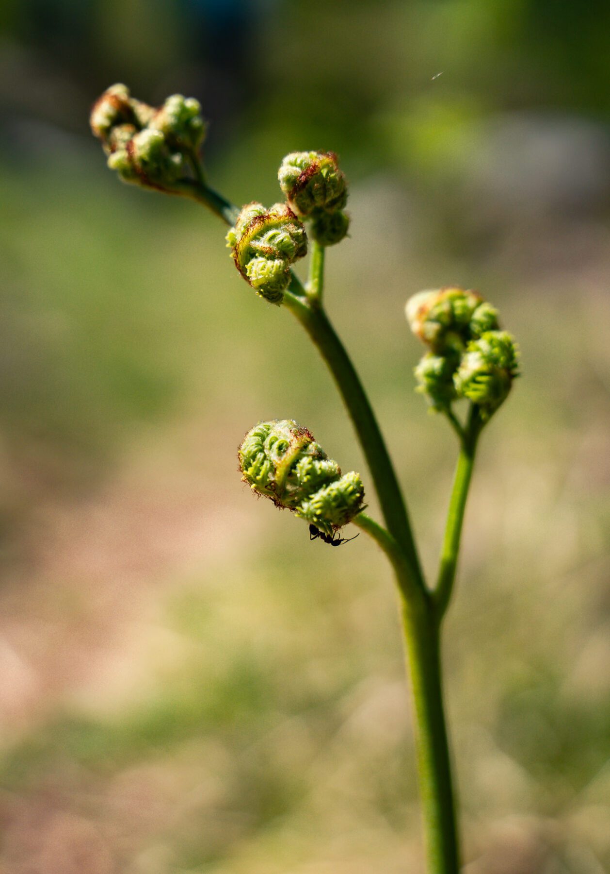 Natuur in close-up