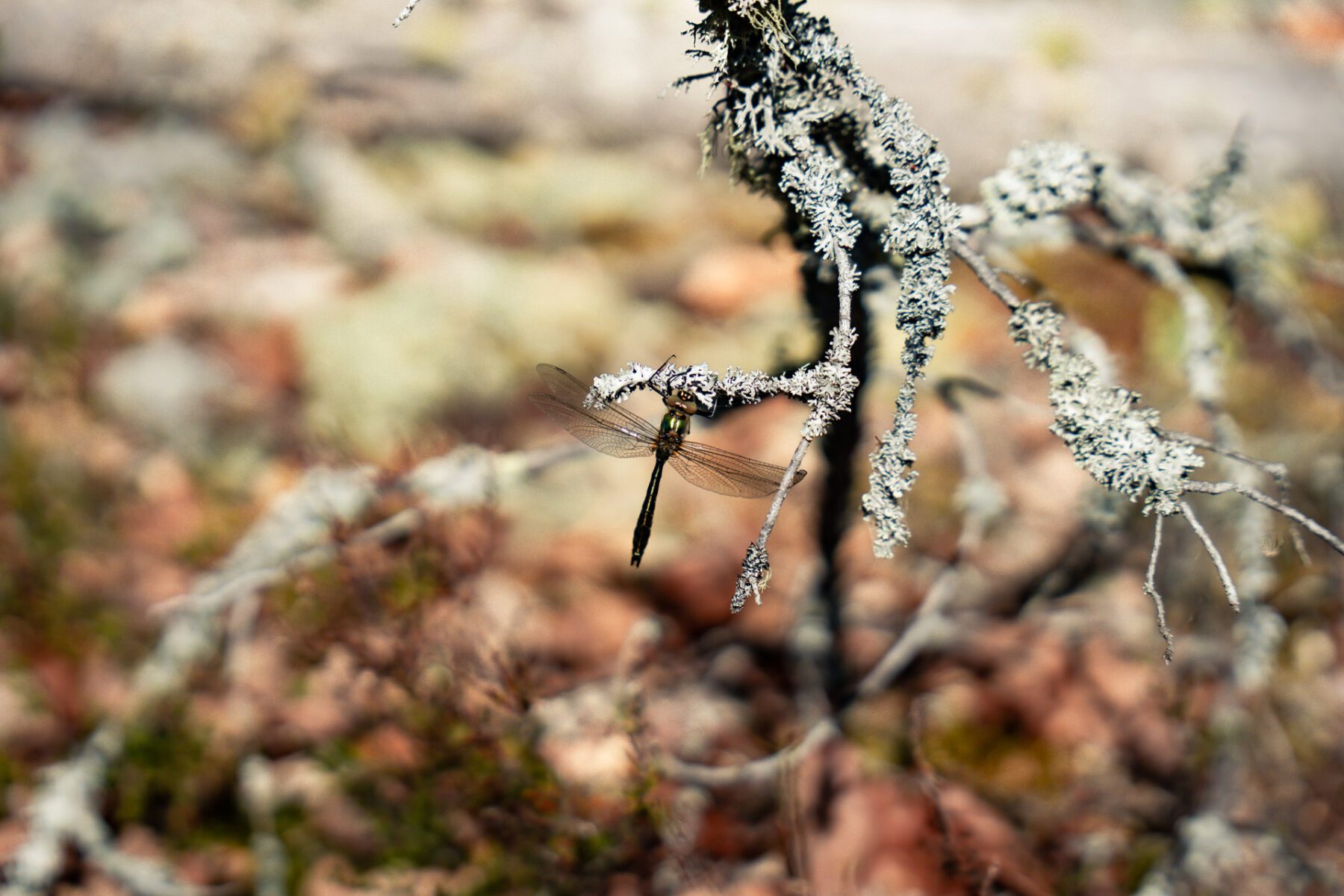 Natuur in close-up