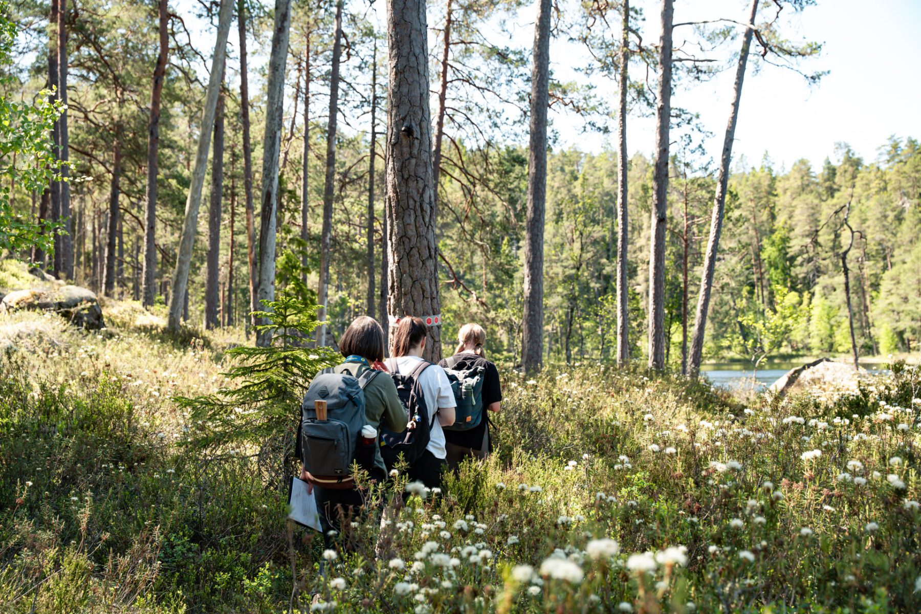 Stora Idgölenrundan - Norra Kvill National Park