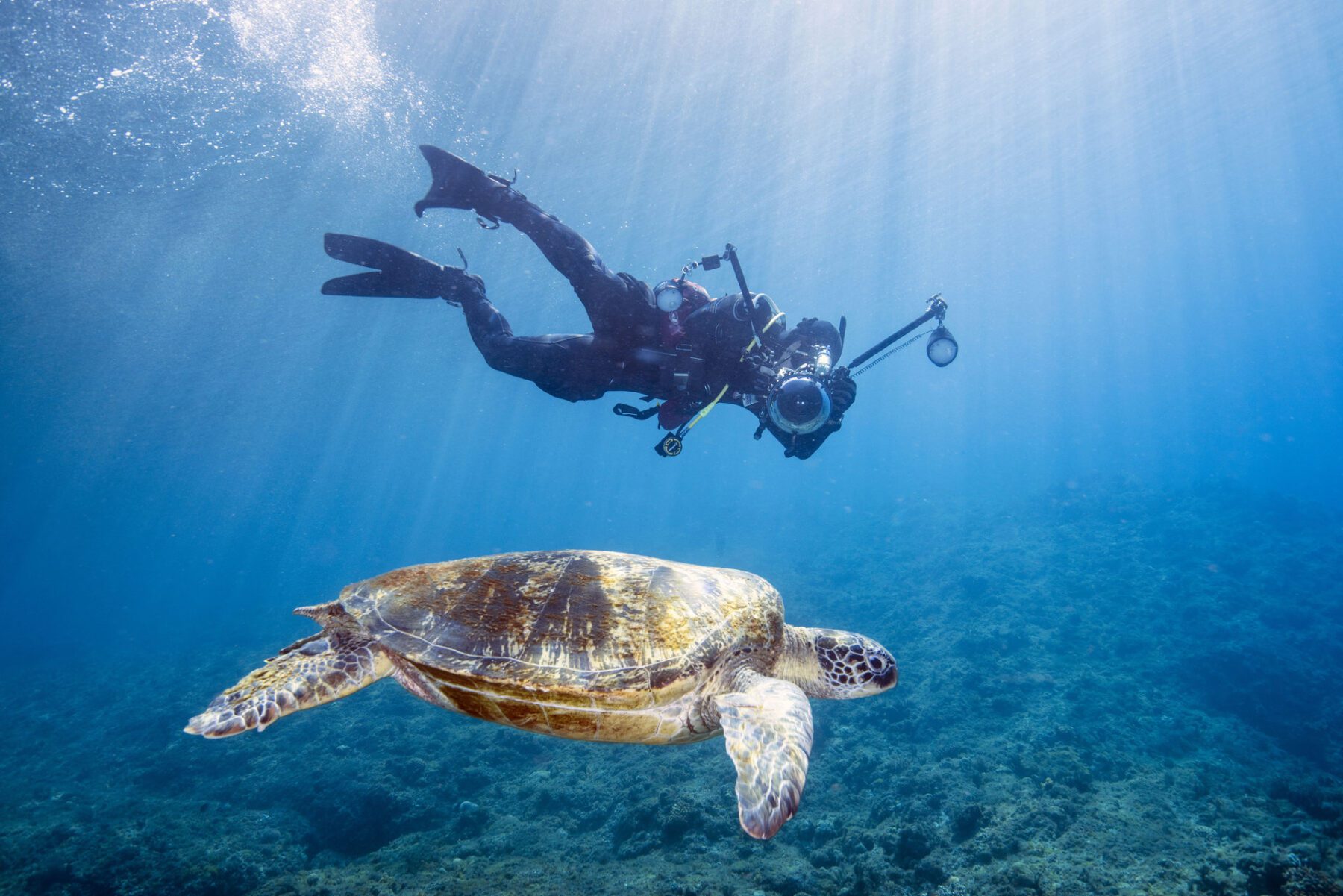 Duiken met zeeschildpadden in Taiwan