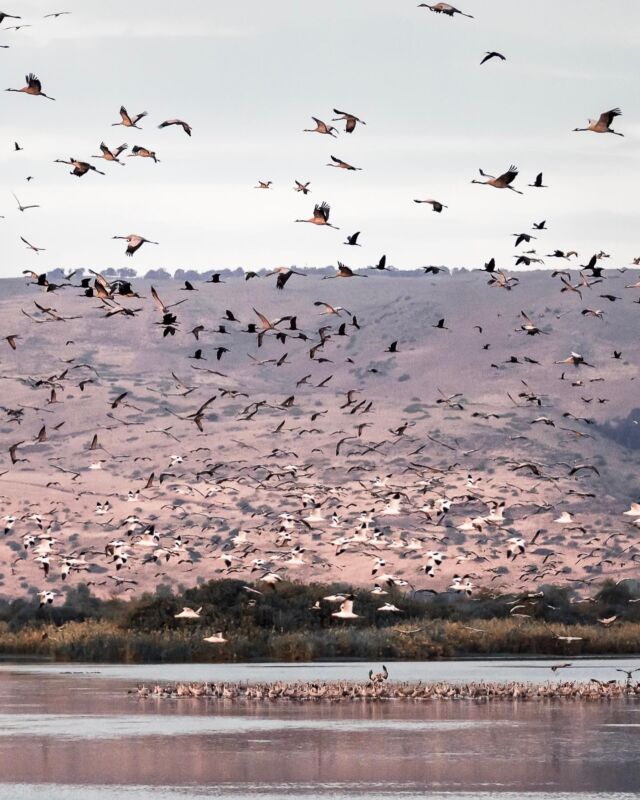 Weet je wat het volgens de Israëli’s betekent als er vogels over je heen vliegen? Het is volgens hen een symbool van geluk.

Onze reporter @_lindarichter vertelt:
“Terwijl ik geniet van het uitzicht op een groepje roze pelikanen, die zich sierlijk voortbeweegt in het ondiepe water van de Hula vallei in Israël, hoor ik van rechts een licht geluid van gefladder en gekwetter.
Op het moment dat ik me omdraai om te kijken naar wat ik hoor, schiet ik direct in een soort van actie-modus. Duizenden kraanvogels banen hun weg naar het meer. Het is een feest van geluid en beeld en het lijkt haast onwerkelijk om zoveel kraanvogels bij elkaar te zien. Met zoveel vogels die over ons heen vliegen, moeten we toch wel heel veel geluk hebben.”

Heb jij weleens een kraanvogel gezien? 
Het zijn prachtige vogels! Swipe opzij voor wat mooie closeup plaatjes, plus een shot van de pelikanen.

#outdoorlovers #thegreatoutdoors #theoutdoors #responsibletravel 

@visit_israel 
📸 @_lindarichter